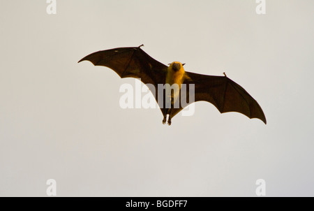 Fruits Seychelles bat (Pteropodidae seychellensis), île de Mahé, Seychelles, Afrique, Océan Indien Banque D'Images