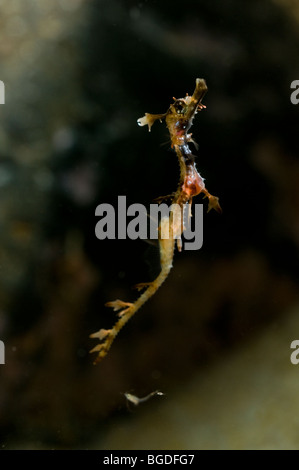Mauvaises herbes juvénile : Phyllopteryx taeniolatus sea dragon Banque D'Images