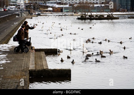 L'alimentation de la population d'oiseaux. Hafnarfjordur, une plus grande région de Reykjavik, sud-ouest de l'Islande. Banque D'Images