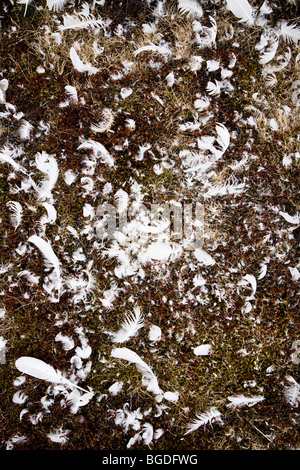 Les plumes d'un cygne mort. L'Islande. Cygne chanteur (Cygnus cygnus) Banque D'Images