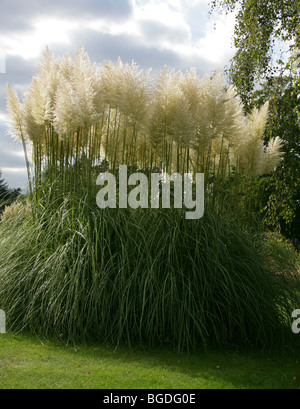 L'herbe de la pampa, Cortaderia selloana, Poaceae Banque D'Images