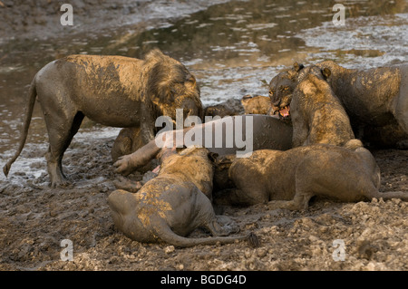 Une troupe de lions commence à manger un hippopotame qu'ils ont tués dans une piscine de boue. Banque D'Images