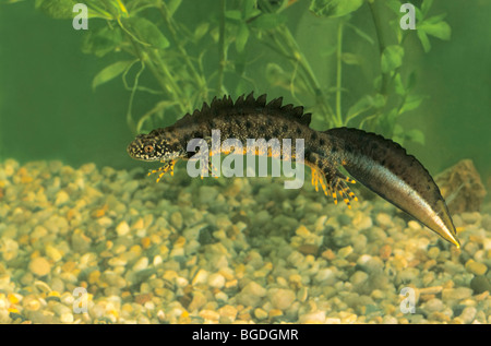 Grand triton crêté, Triton crêté du Nord ou Warty Newt (Triturus cristatus), homme Banque D'Images