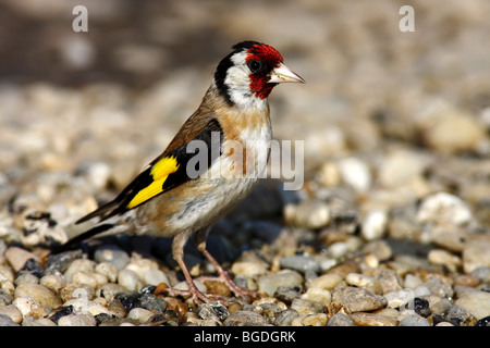 Chardonneret Chardonneret ou européen (Carduelis carduelis) debout sur un sol rocailleux Banque D'Images