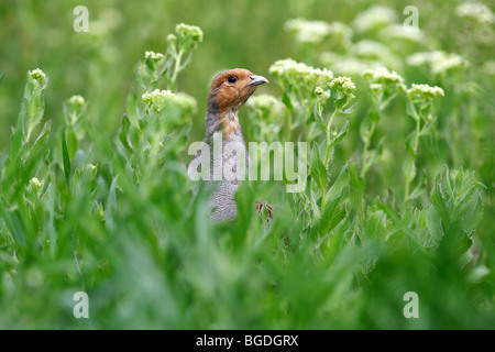 La perdrix grise (Perdix perdix), coq à la recherche d'une prairie en fleurs Banque D'Images