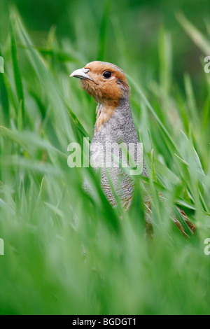 La perdrix grise (Perdix perdix), coq à la recherche d'une prairie Banque D'Images