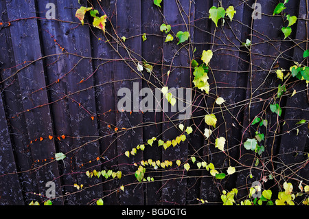 La vigne sauvage (Vitis riparia) Banque D'Images