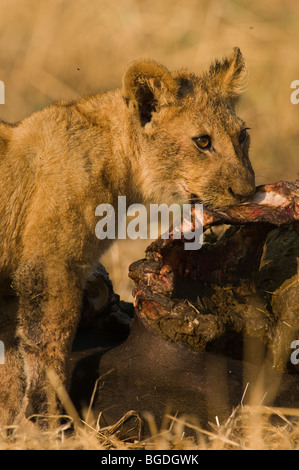 Un terrain boueux lion cub de moustiques à un buffle tuer. Banque D'Images