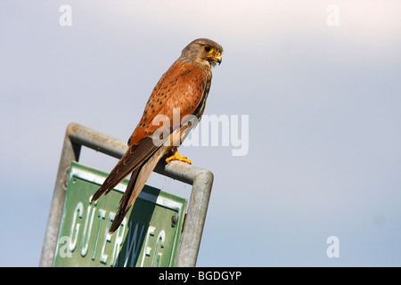 Faucon crécerelle (Falco tinnunculus), homme perché sur un panneau, le lac de Neusiedl, Burgenland, Autriche, Europe Banque D'Images