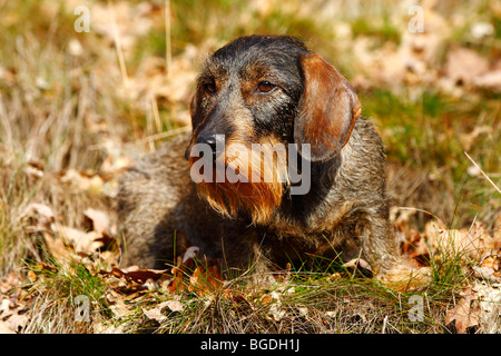 Teckel à poil dur (Canis lupus familiaris) assis sur une prairie avec les feuilles d'automne Banque D'Images