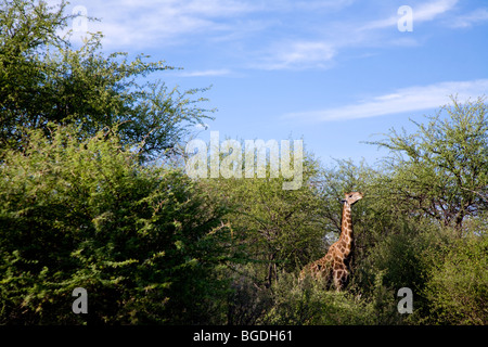 Alimentation girafe. Communauté Girafe (Giraffa camelopardalis angolensis), Etosha National Park, Namibie Banque D'Images