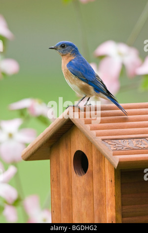 Perché sur le Merlebleu de l'Est cabane entourée de fleurs de cornouiller - verticale Banque D'Images