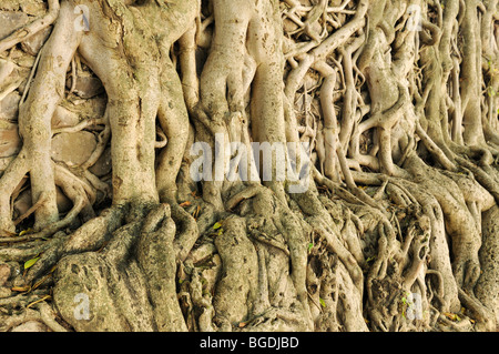 Banyan Tree roots, Fasiladas baignoire, UNESCO World Heritage Site, Gonder, Gondar, Amhara, Ethiopie, Afrique Banque D'Images