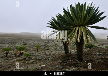 Lobelia géant sur le plateau de Sanetti, Bale Mountains National Park, Oromo, Ethiopie, Afrique Banque D'Images