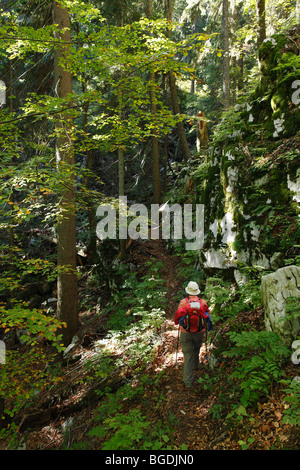 Femme avec sac à dos sur piste forestière, le parc national de Risnjak, Gorski Kotar, Croatie, Europe Banque D'Images