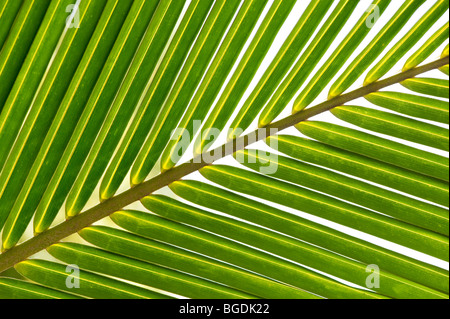 Motif de feuilles de palmiers de noix de coco. L'Inde Banque D'Images