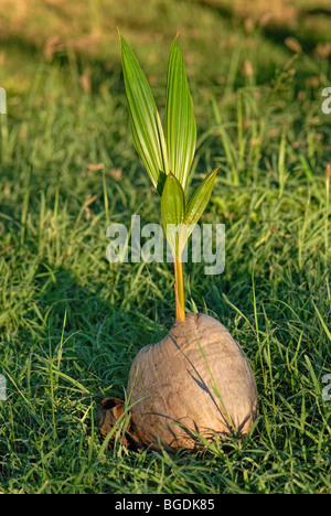 Fallen sprouting cocotier (Cocos nucifera), l'île Sainte-Croix, îles Vierges américaines, United States Banque D'Images