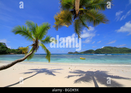 Des cocotiers (Cocos nucifera), sur la plage, Baie Lazare, île de Mahé, Seychelles, Afrique, Océan Indien Banque D'Images