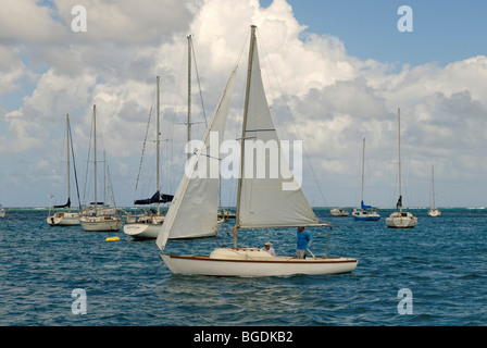 Voiliers dans le port de Christiansted, l'île Sainte-Croix, îles Vierges américaines, United States Banque D'Images