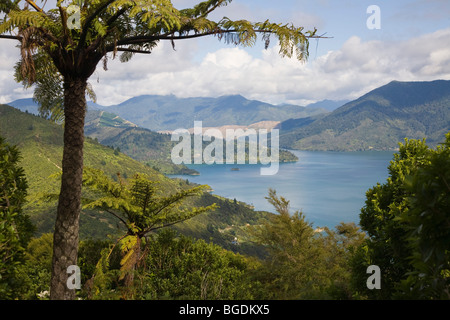 Vue du Queen Charlotte Track, Nouvelle-Zélande, île du Sud Banque D'Images