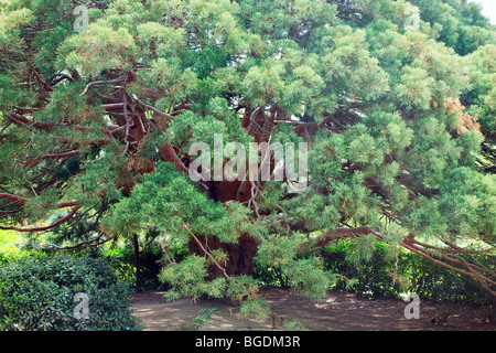 Evergreen branchy big red tree 'Arbutus andrachne' dans spring park (Crimée, Ukraine) Banque D'Images