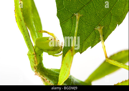 Phyllium Sp. philippines insectivores, manger des feuilles d'apparence d'un bâton leafinsect comme leafinsect feuille feuille verte animal le Banque D'Images