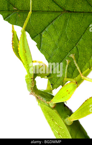 Phyllium Sp. philippines insectivores, manger des feuilles d'apparence d'un bâton leafinsect comme leafinsect feuille feuille verte animal le Banque D'Images