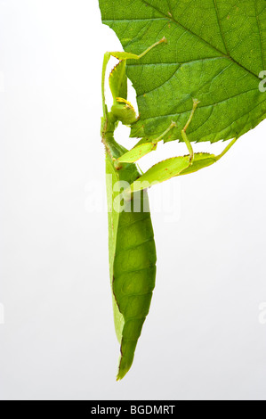 Phyllium Sp. philippines insectivores, manger des feuilles d'apparence d'un bâton leafinsect comme leafinsect feuille feuille verte animal le Banque D'Images