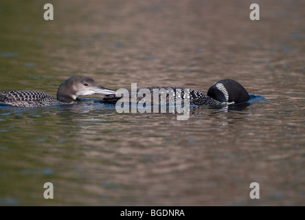 Grand plongeon huard, Gavia immer du nord. La pêche et la mère à la fin de la saison de reproduction Banque D'Images
