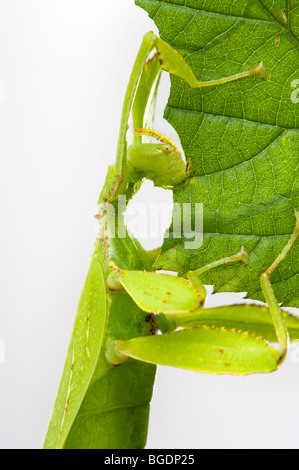 Phyllium Sp. philippines insectivores, manger des feuilles d'apparence d'un bâton leafinsect comme leafinsect feuille feuille verte animal le Banque D'Images