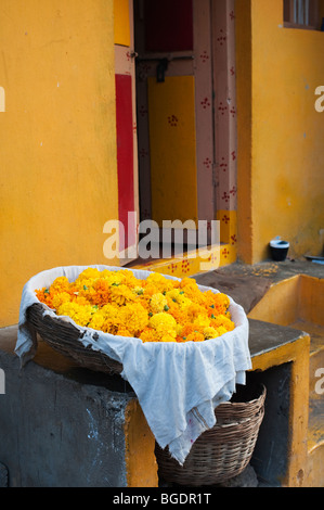 Fleurs de souci dans un panier à l'extérieur d'une maison indienne. Puttaparthi, Andhra Pradesh, Inde Banque D'Images