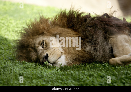 Afican lioness, couchage très détendue, portant sur l'herbe Banque D'Images