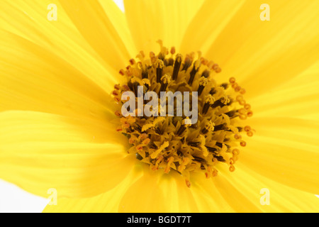 Fleur de couleur vive jaune daisy macro, studio shot Banque D'Images