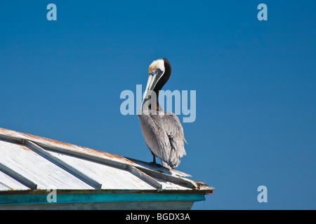 Pélican brun assis sur un toit en tôle aganist un ciel bleu profond sur la côte du golfe de Floride Banque D'Images