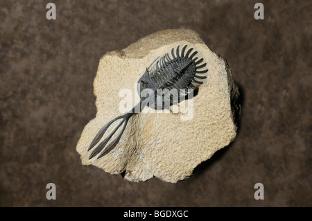 Fossiles de trilobites, Walliserops sp., de la période du Dévonien de l'ère primaire Banque D'Images