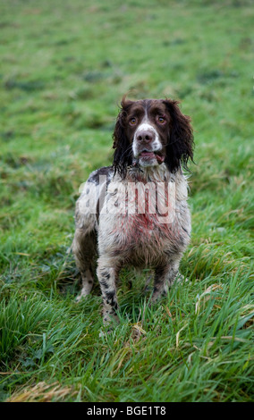 Un Épagneul Springer Anglais sanglant au cours d'un tournage dans le Lincolnshire, faisan Banque D'Images