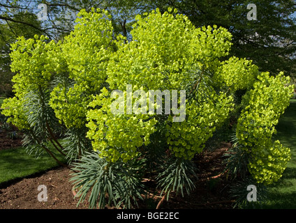 Euphorbia characias ssp wulfenii Banque D'Images