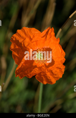 Mirabilis Jalapa, Atlas poppy Banque D'Images