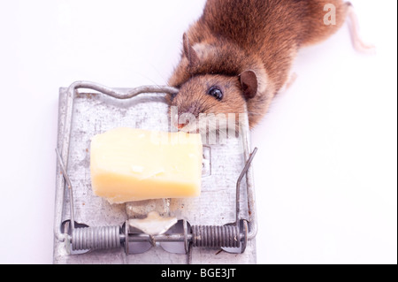 Une souris morte après avoir été pris dans un piège à souris sur un fond blanc Banque D'Images