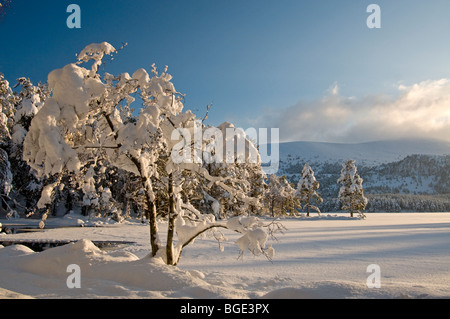 Soleil d'hiver par Loch Eilean à Rothiemurchus, Aviemore Inverness Ecosse 5741 SCO Banque D'Images