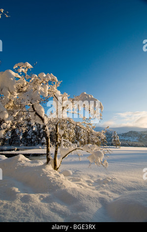 Soleil d'hiver par Loch Eilean à Rothiemurchus, Aviemore Inverness Ecosse 5742 SCO Banque D'Images