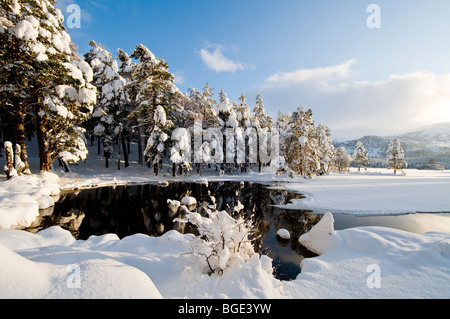 L'hiver dans la forêt de pins de Loch Eilean dans Rothiemurchus, Aviemore, Inverness-shire, en Écosse. 5746 SCO Banque D'Images