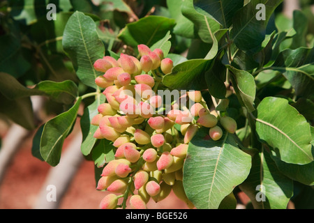 La Syrie, Hama, Syrie Plantation pistache (Pistacia vera) Banque D'Images