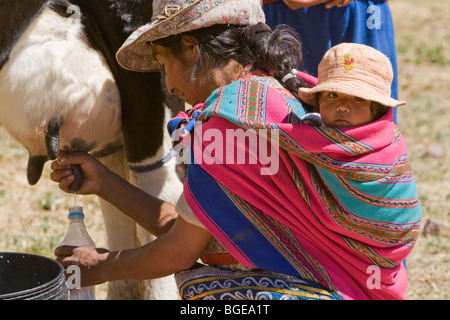 Agricultrice péruvien avec bébé sur le dos de la vache à traire dans les champs à proximité de Canyon de Colca, Pérou Banque D'Images