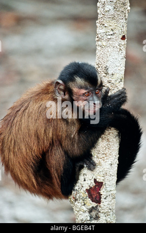 Singe capucin Amazon jungle des singes à l'Amazon Ecopark exploité par la Rainforest Foundation vivant près de Manaus Brésil Banque D'Images