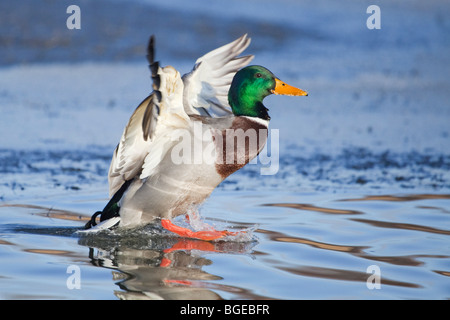 Un Canard colvert mâle, ou un mâle, (Anas platyrhynchos) l'atterrissage sur l'eau Banque D'Images