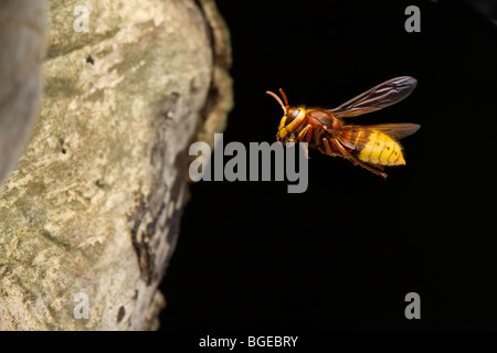 Hornet de retourner à son nid. Banque D'Images