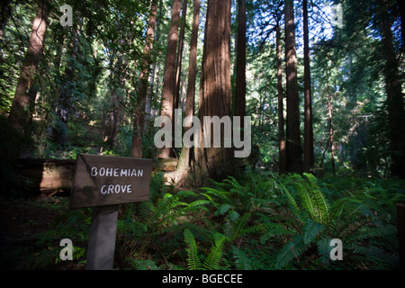 La lumière du soleil brille sur redwood dans Bohemian Grove, Muir Woods National Monument, en Californie. Banque D'Images