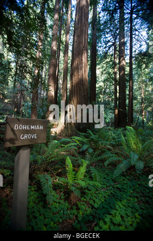 La lumière du soleil brille sur redwood dans Bohemian Grove, Muir Woods National Monument, en Californie. Banque D'Images