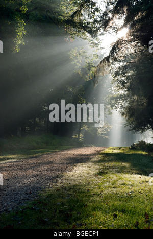 Tôt le matin, la lumière du soleil filtrant à travers les arbres au Rhinefield ornamental drive dans la New Forest en Angleterre Banque D'Images